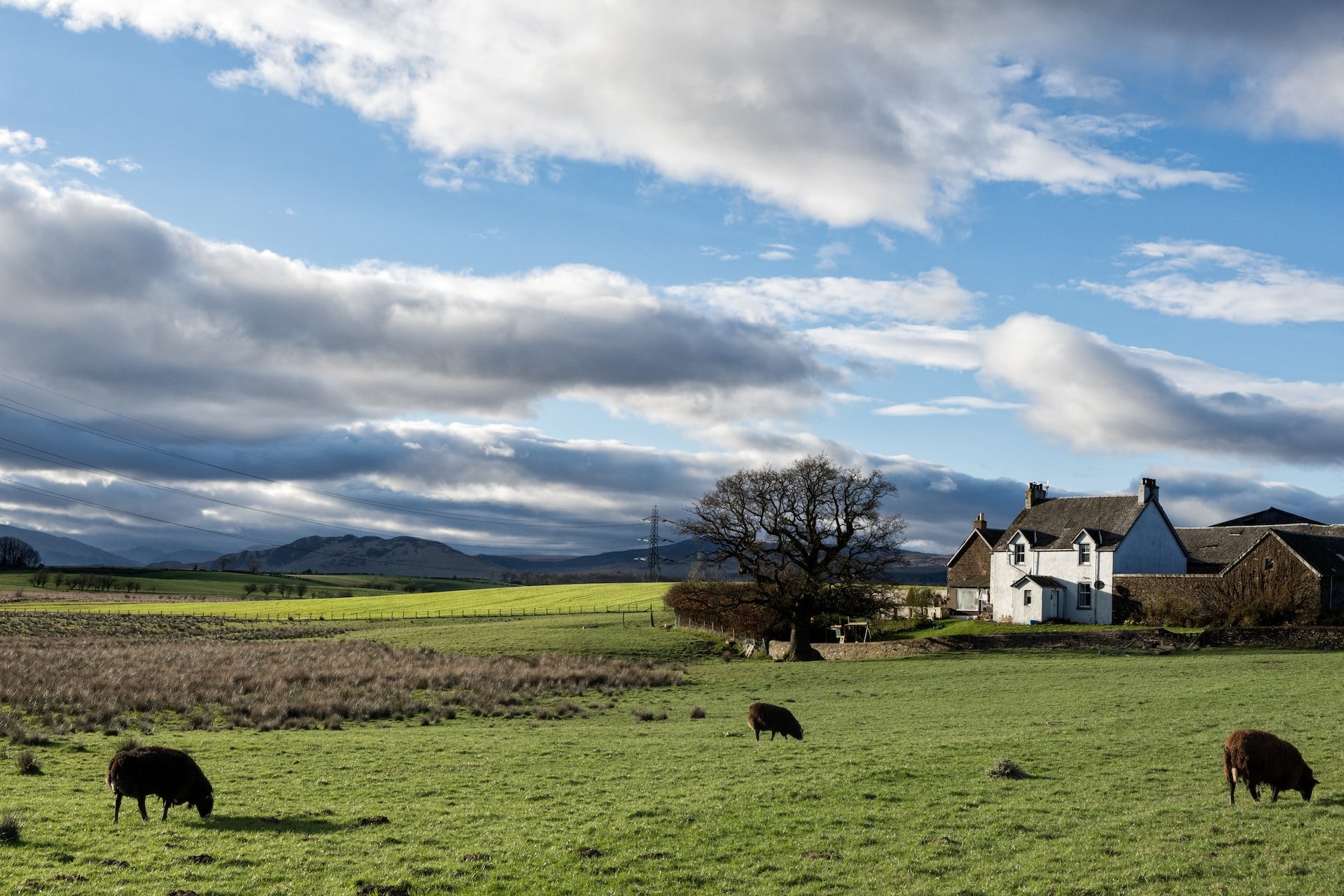 Cows in a field in Scotland.